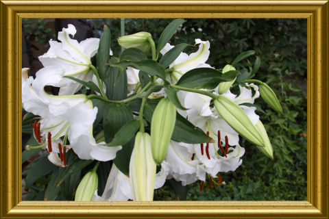 ���悤������������Ⴂ�܂����I