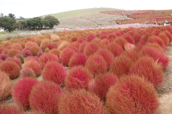 ���悤������������Ⴂ�܂����I