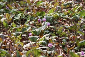 ���悤������������Ⴂ�܂����I