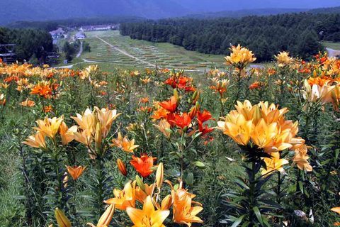 ���悤������������Ⴂ�܂����I