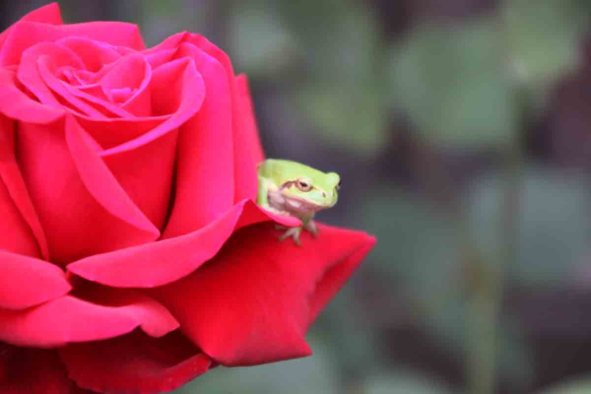 ���悤������������Ⴂ�܂����I