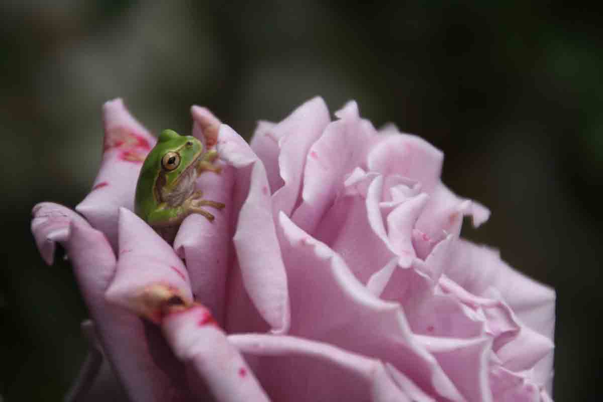 ���悤������������Ⴂ�܂����I