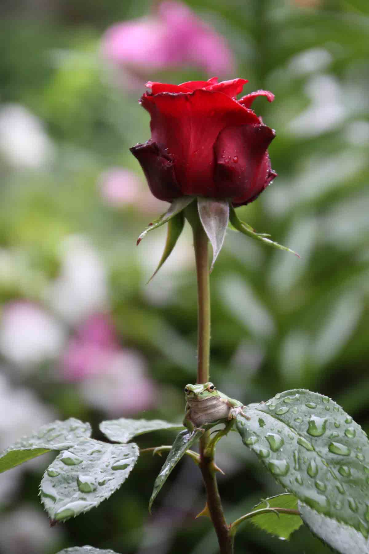 ���悤������������Ⴂ�܂����I