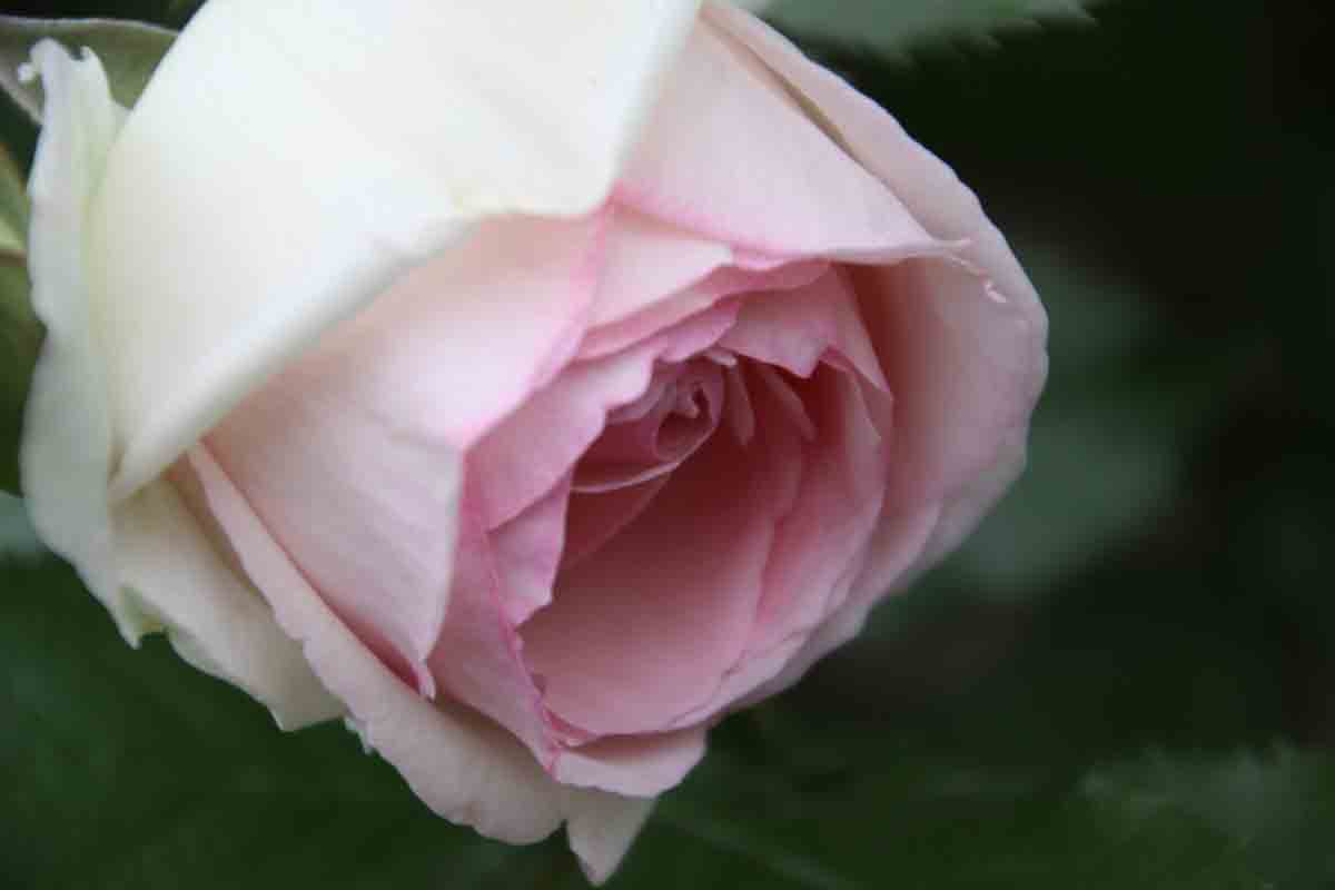 ���悤������������Ⴂ�܂����I