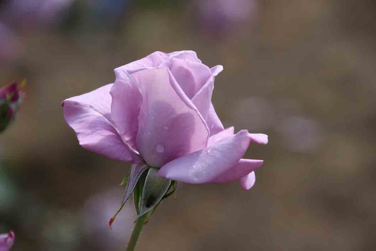 ���悤������������Ⴂ�܂����I