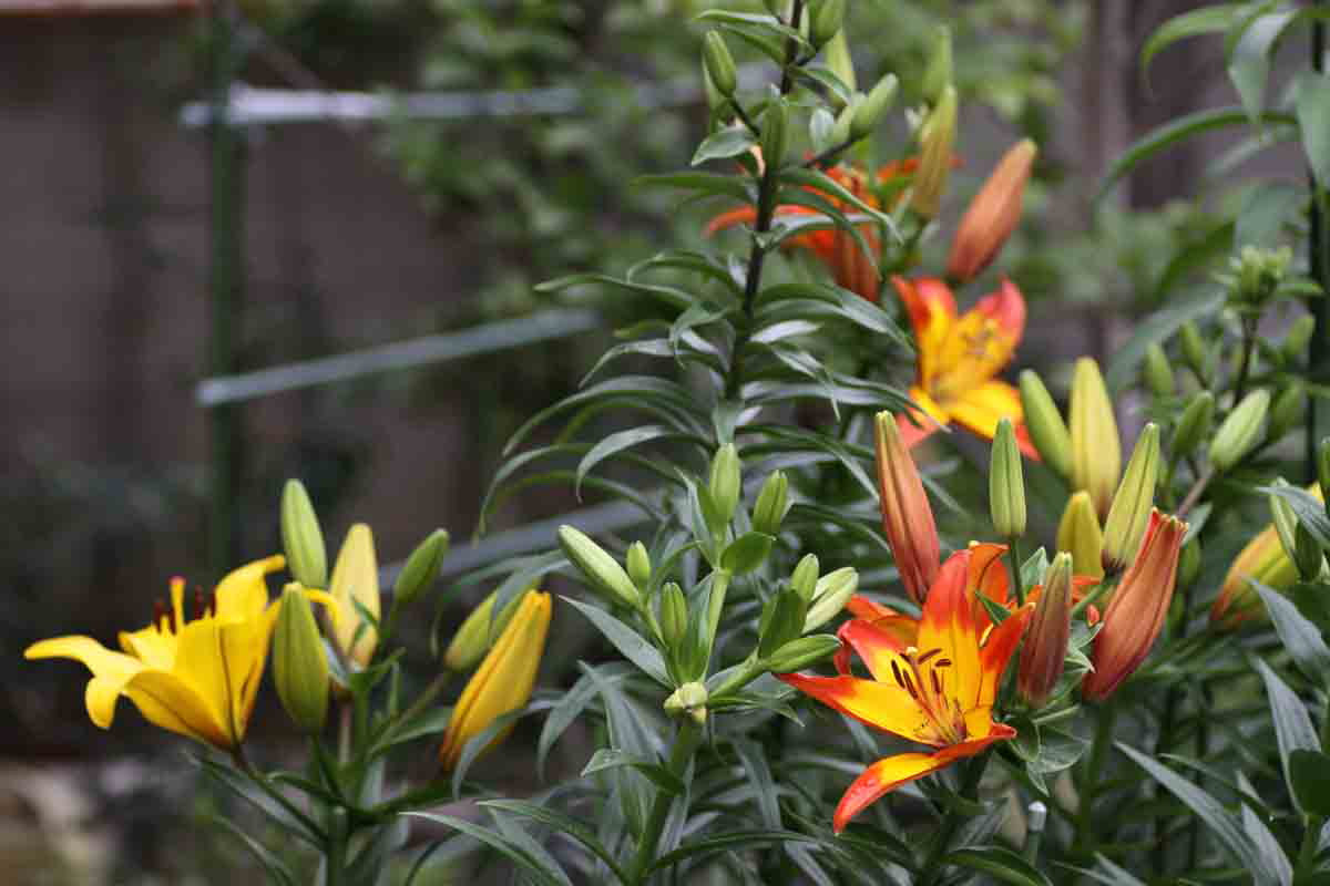 ���悤������������Ⴂ�܂����I