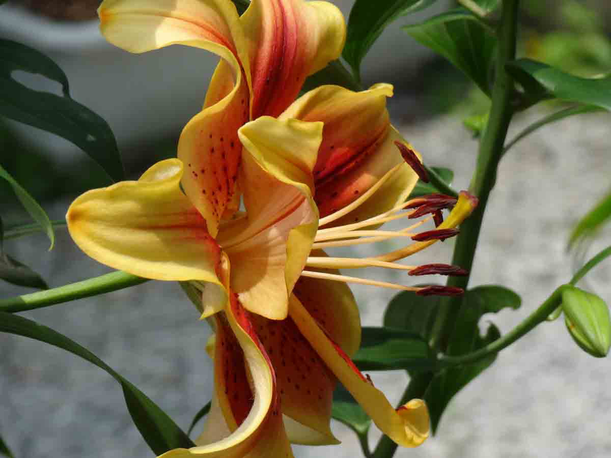 ���悤������������Ⴂ�܂����I