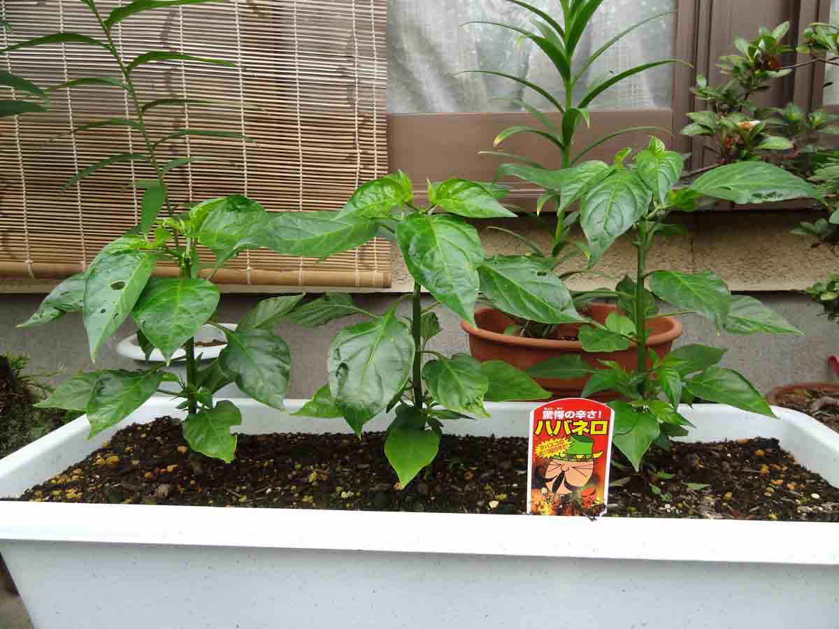 ���悤������������Ⴂ�܂����I