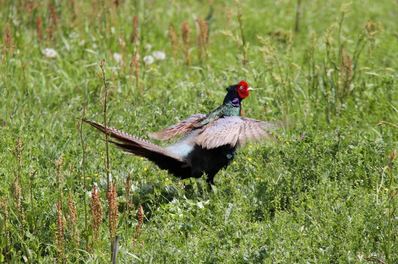 ���悤������������Ⴂ�܂����I