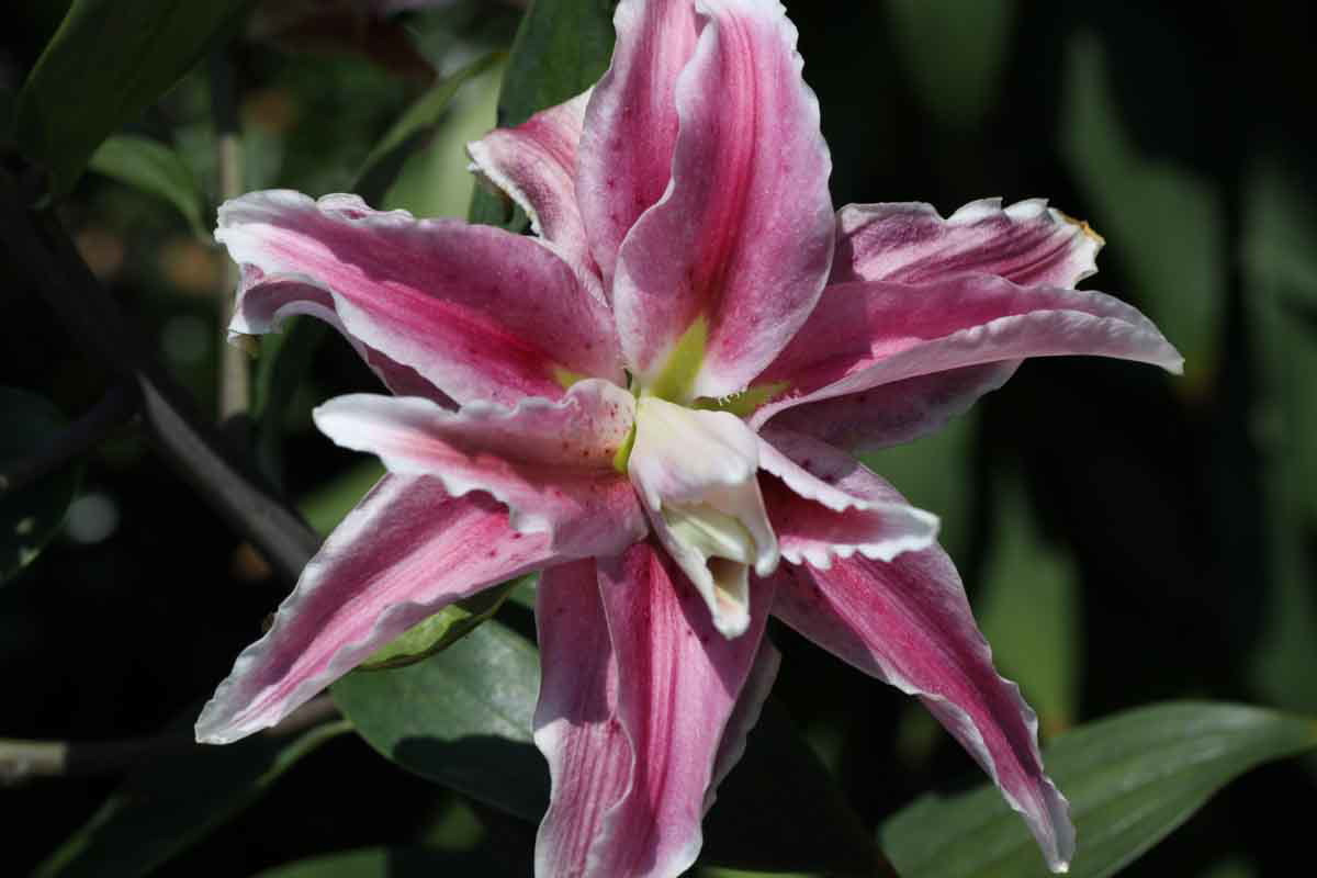 ���悤������������Ⴂ�܂����I