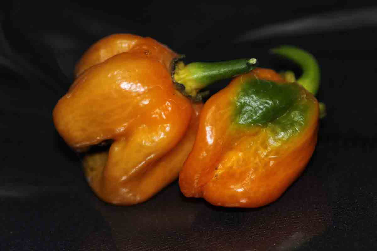 ���悤������������Ⴂ�܂����I