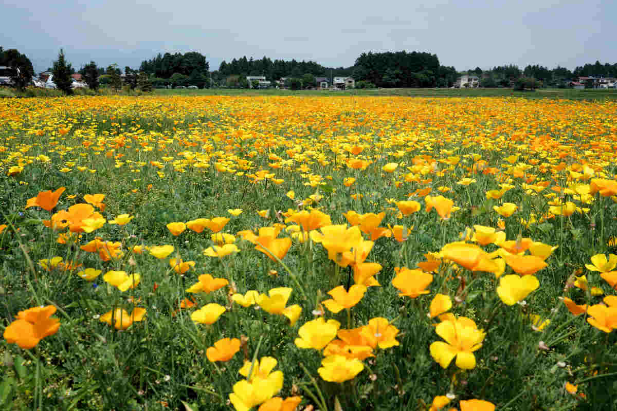 ���悤������������Ⴂ�܂����I