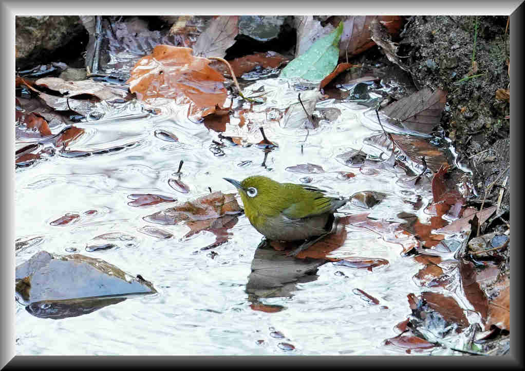 ���悤������������Ⴂ�܂����I