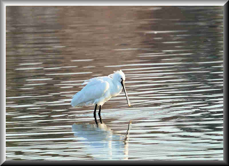 ���悤������������Ⴂ�܂����I