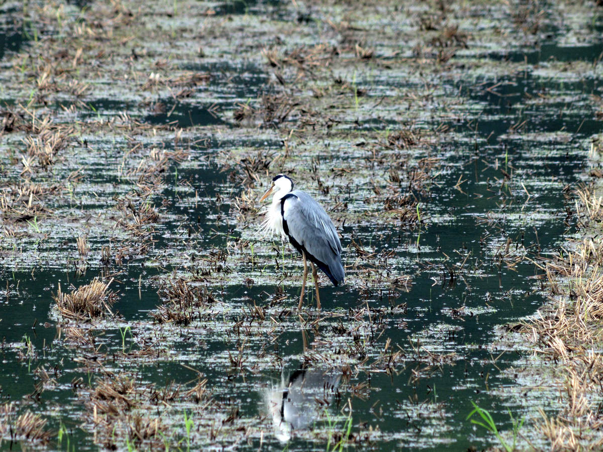 ���悤������������Ⴂ�܂����I