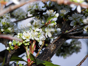 ���b�N�V�b�v�E�J���^�[�r��