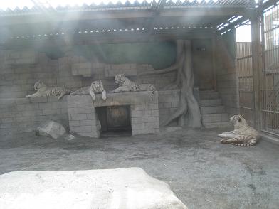 ���b�N�V�b�v�E�J���^�[�r��