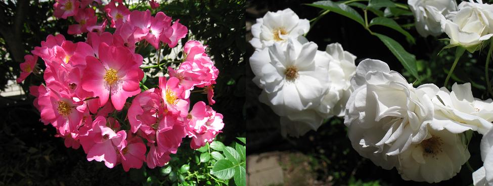 ���b�N�V�b�v�E�J���^�[�r��