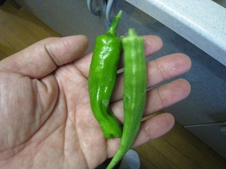 ���b�N�V�b�v�E�J���^�[�r��