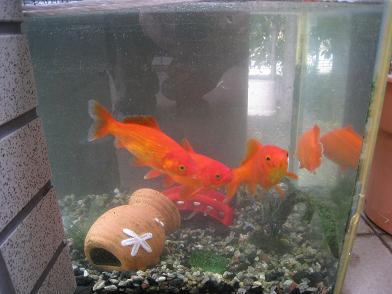 ���b�N�V�b�v�E�J���^�[�r��