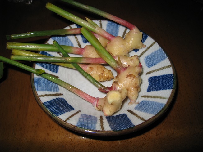 ���b�N�V�b�v�E�J���^�[�r��