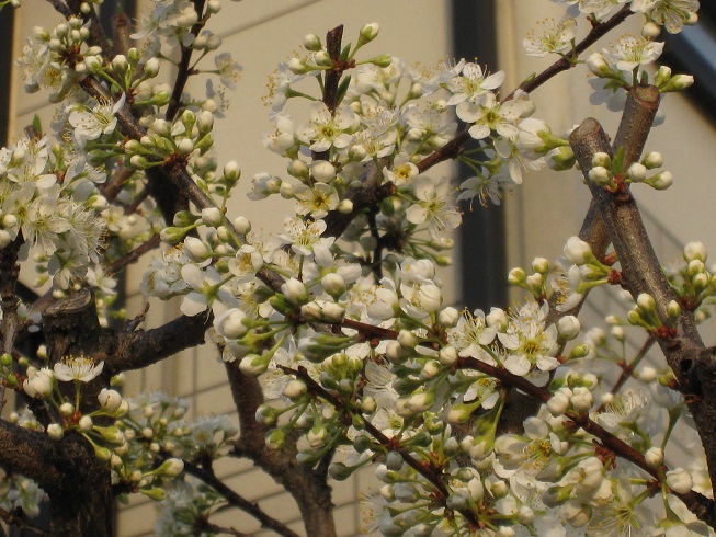 ���b�N�V�b�v�E�J���^�[�r��