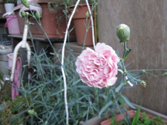 ���b�N�V�b�v�E�J���^�[�r��