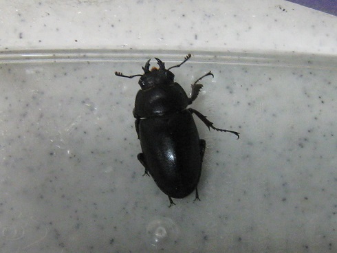 ���b�N�V�b�v�E�J���^�[�r��