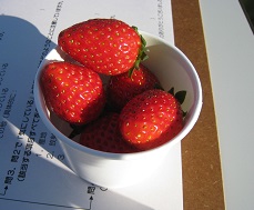 ���b�N�V�b�v�E�J���^�[�r��