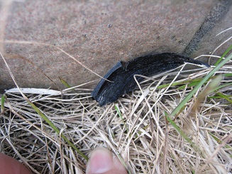 ���b�N�V�b�v�E�J���^�[�r��