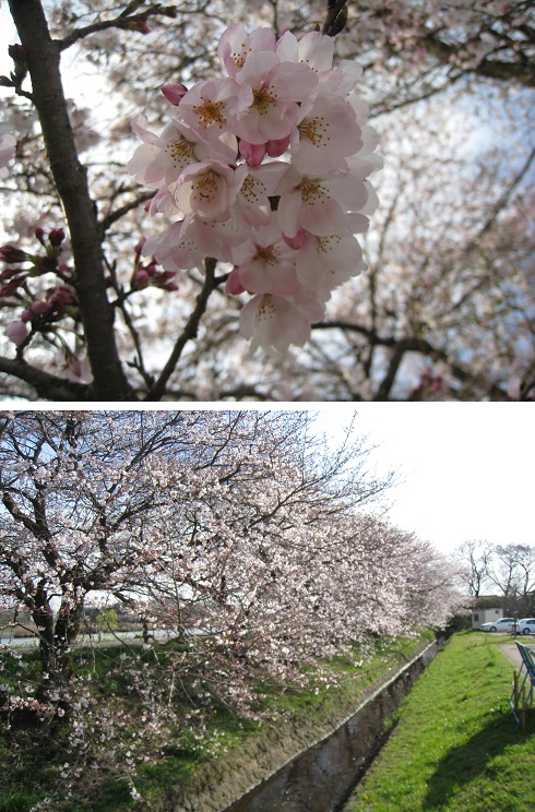 ���b�N�V�b�v�E�J���^�[�r��