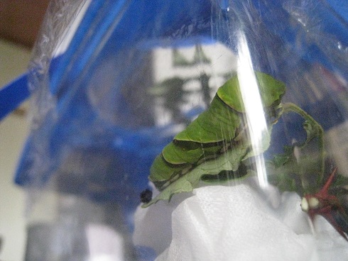 ���b�N�V�b�v�E�J���^�[�r��