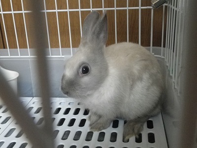 ���b�N�V�b�v�E�J���^�[�r��