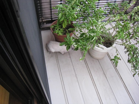 ���b�N�V�b�v�E�J���^�[�r��