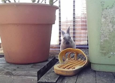 ���b�N�V�b�v�E�J���^�[�r��