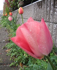 ���b�N�V�b�v�E�J���^�[�r��