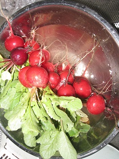 ���b�N�V�b�v�E�J���^�[�r��