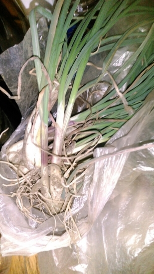 ���b�N�V�b�v�E�J���^�[�r��