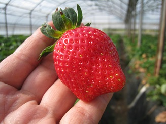 ���b�N�V�b�v�E�J���^�[�r��