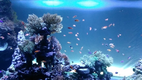 ���b�N�V�b�v�E�J���^�[�r��