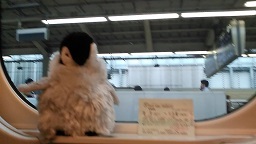 ���b�N�V�b�v�E�J���^�[�r��