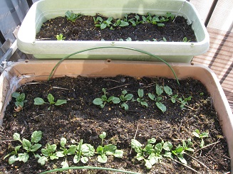 ���b�N�V�b�v�E�J���^�[�r��