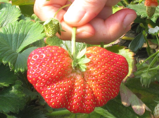 ���b�N�V�b�v�E�J���^�[�r��