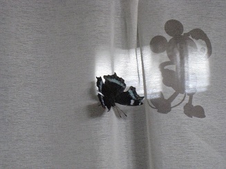 ���b�N�V�b�v�E�J���^�[�r��