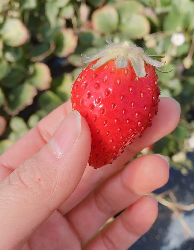 ���b�N�V�b�v�E�J���^�[�r��