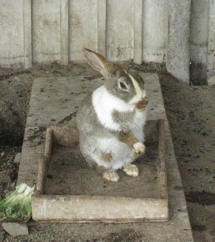 ���b�N�V�b�v�E�J���^�[�r��