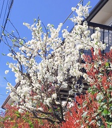 ���b�N�V�b�v�E�J���^�[�r��