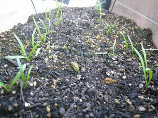 ���b�N�V�b�v�E�J���^�[�r��