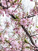 ���b�N�V�b�v�E�J���^�[�r��