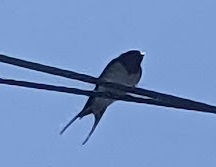 ���b�N�V�b�v�E�J���^�[�r��